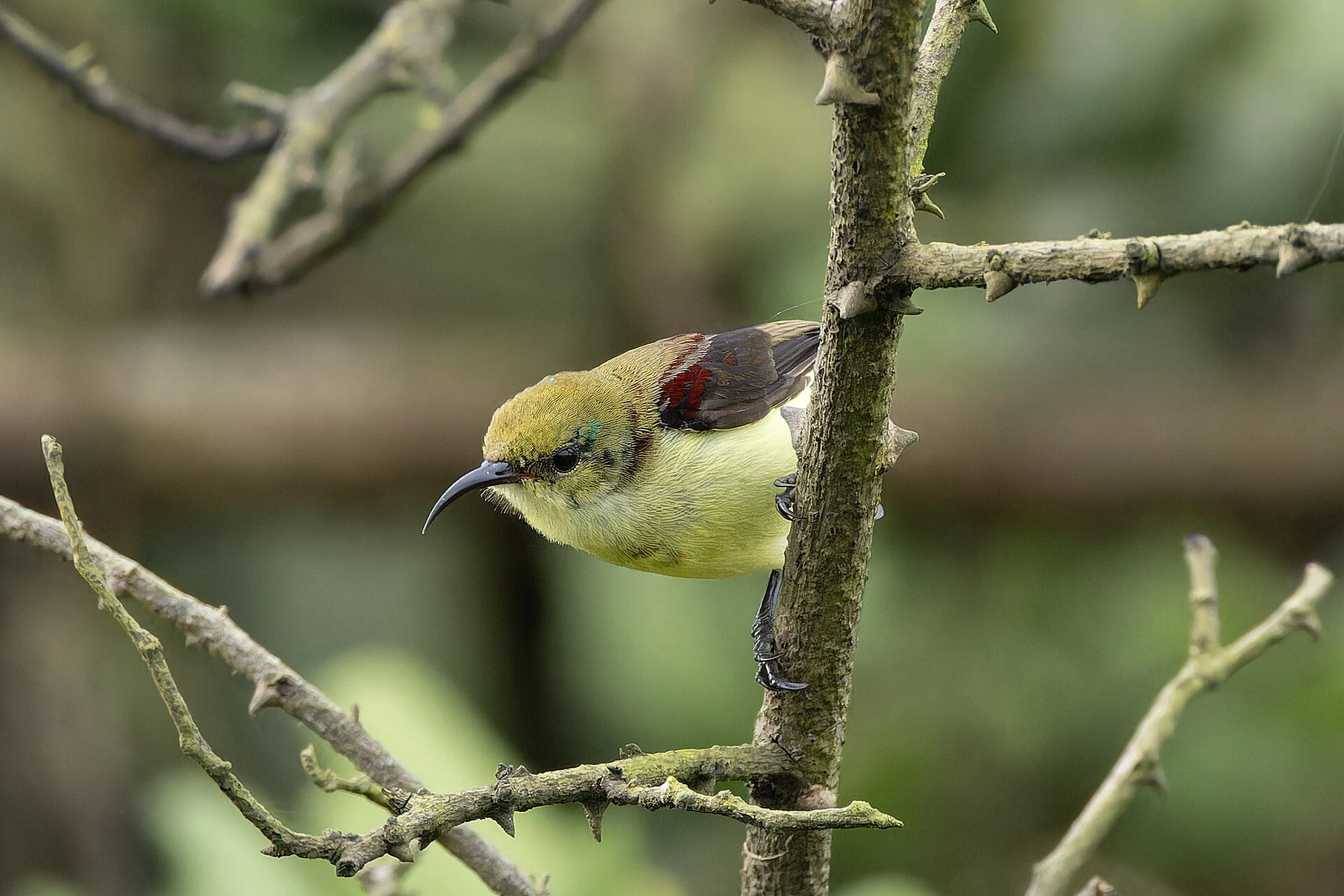 Crimson-backed Sunbird clinging to a thorny branch against a softly blurred green background