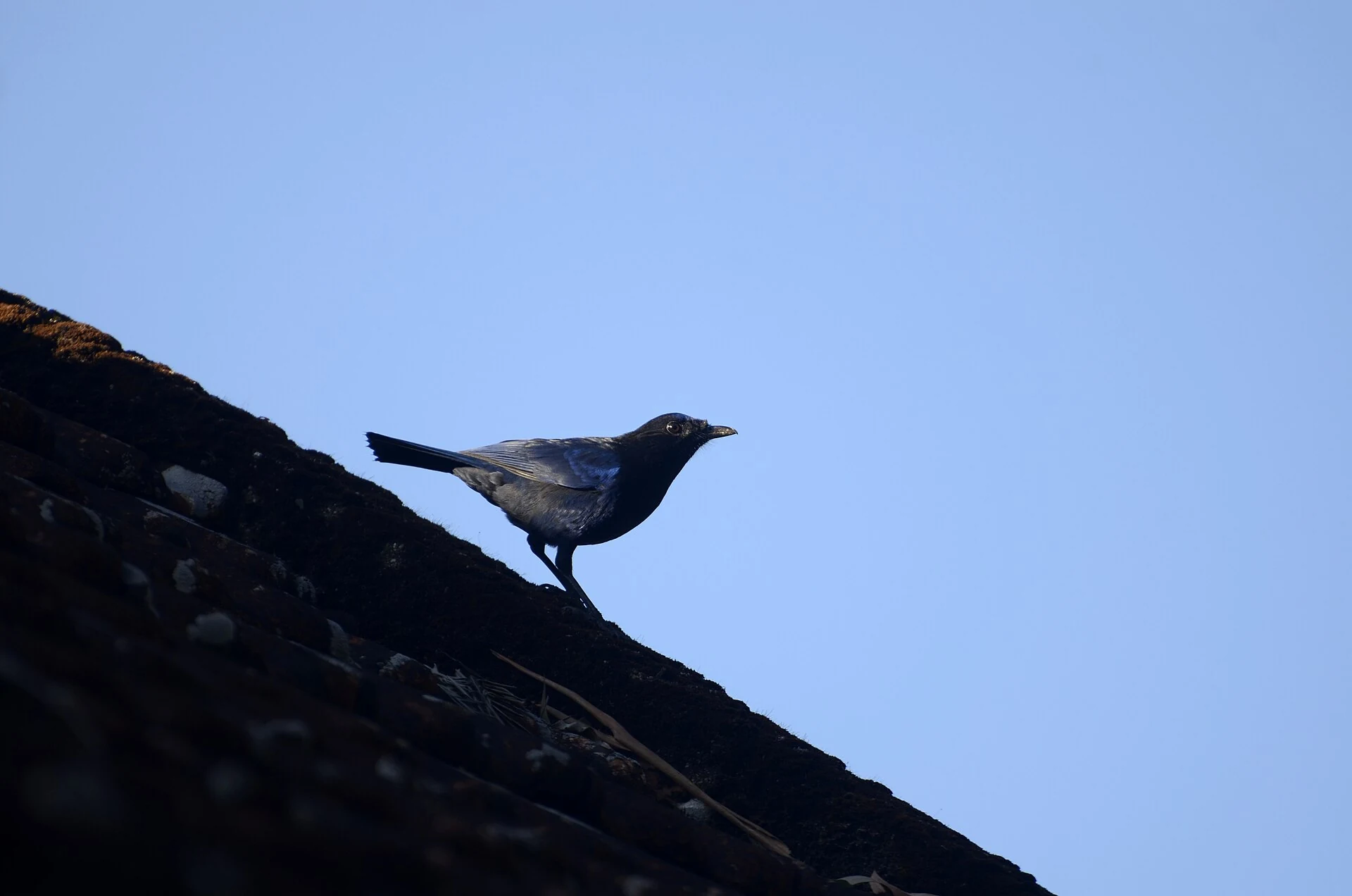 Glossy blue-black Malabar Whistling-Thrush standing on a shaded roofline beneath blue sky