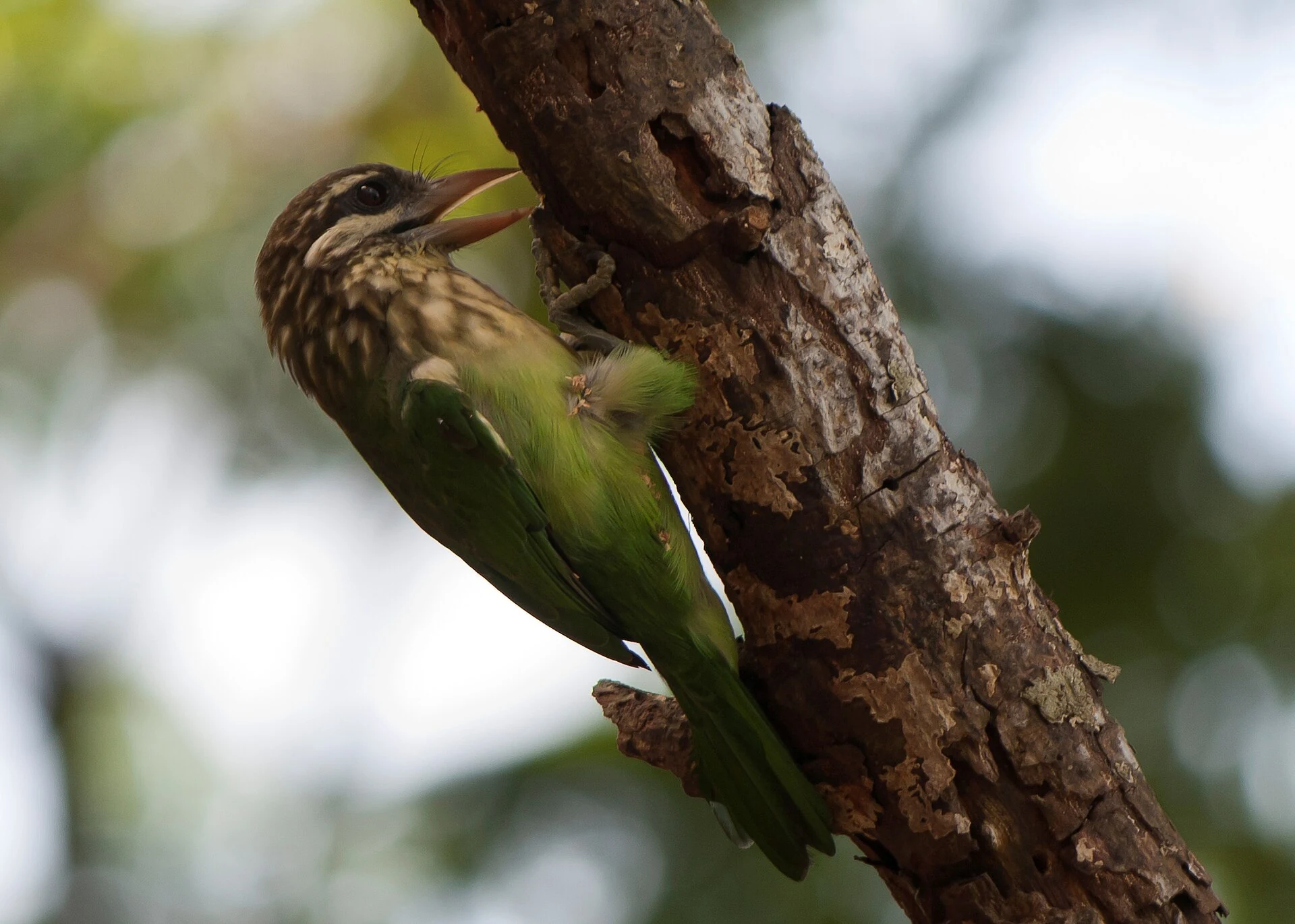 Green White-cheeked Barbet perched on a branch with its pale cheek stripe visible