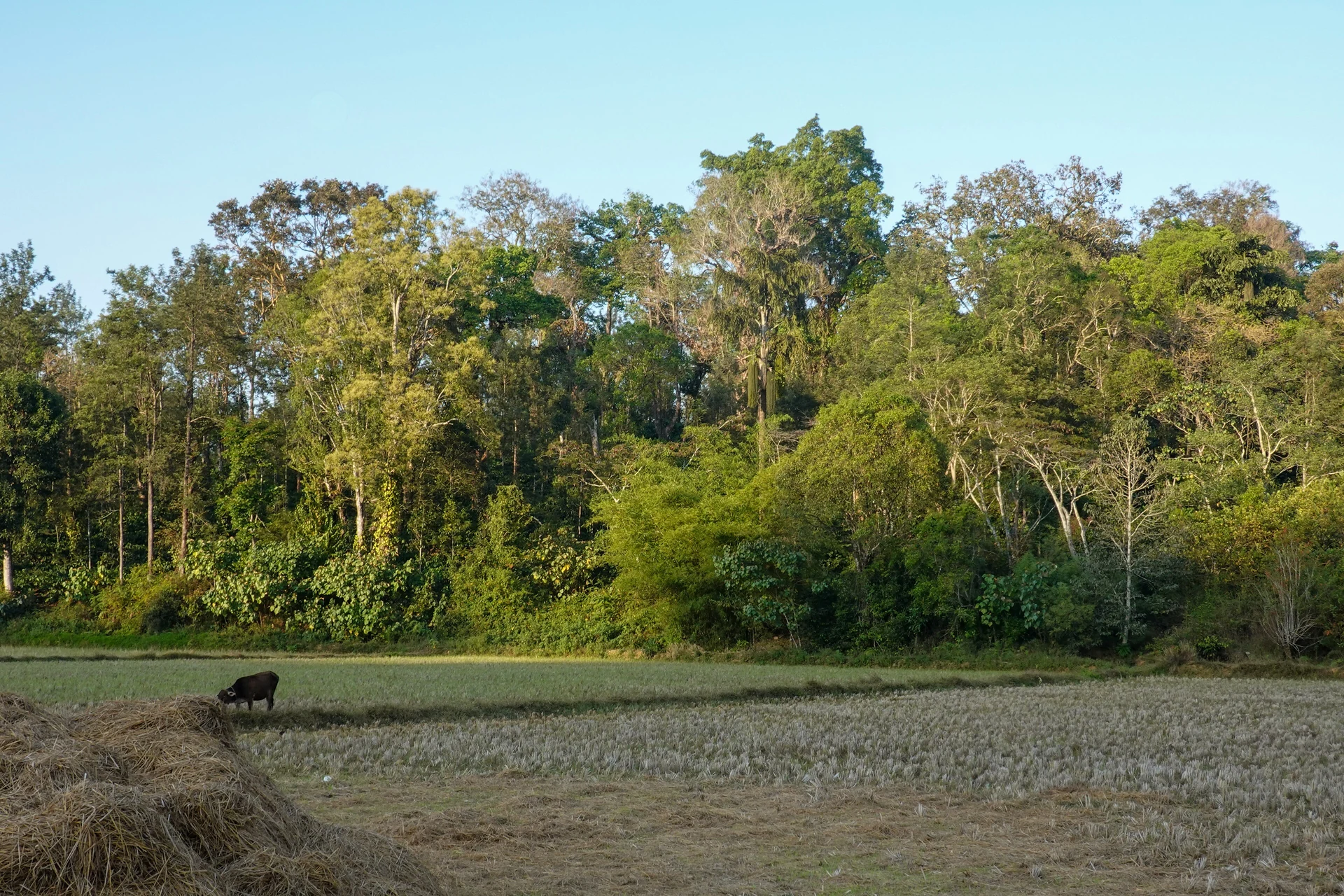 Shade trees and vivid green coffee country in Coorg