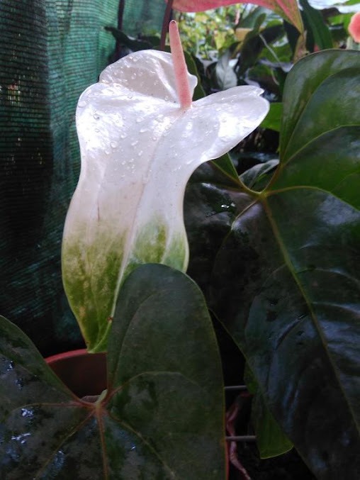 White garden bloom at Saboath Homestay