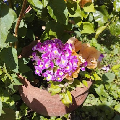 Purple flowers in the garden