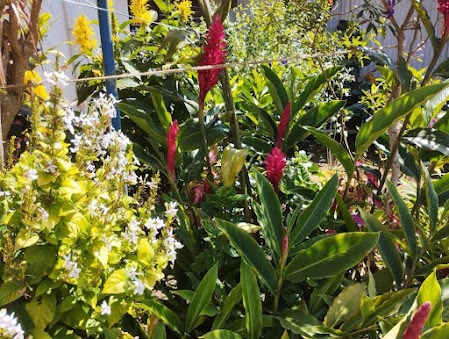Yellow garden flowers