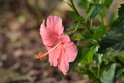 Flowering branch beside the homestay