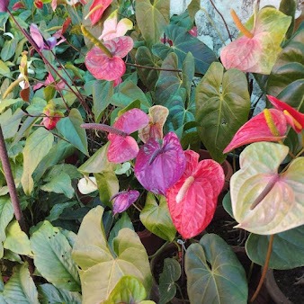 Red-leaf garden plant