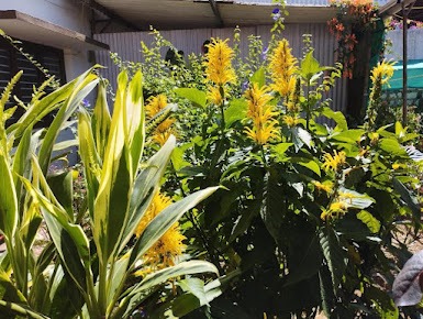 Garden planting beside the house