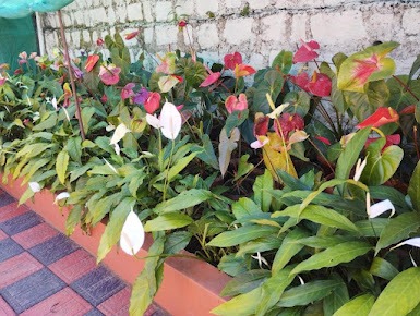 Garden foliage at Saboath Homestay